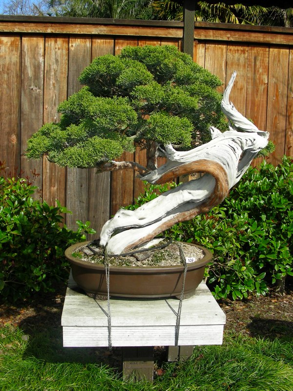 بونسای سرو کوهی